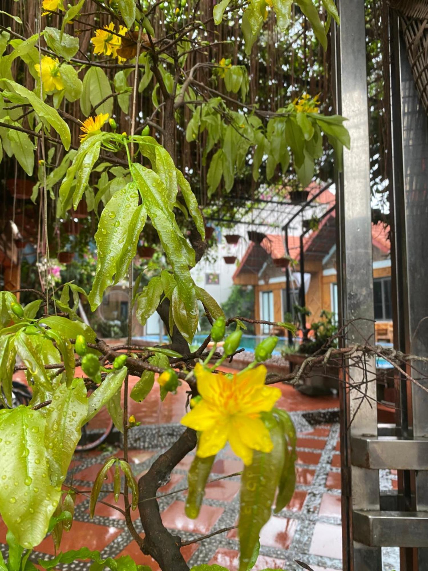 Tam Coc Charming Bungalow Ninh Binh Eksteriør billede
